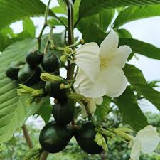 Voacanga Flower seeds for Planting - Fragrant Blossoms, Heirloom & GMO Free Seeds for Home Garden