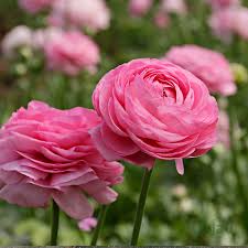 Light Pink Ranunculus Seeds Flower seeds for Planting Hardy Variety Heirloom & GMO Free Seeds for Home Garden