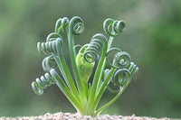 Heirloom Spiralis Flower seeds for Planting Easy to Grow Heirloom & GMO Free Seeds for Home Garden