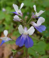 Collinsia Verna Flower Planting Seeds - Vibrant Annual Seeds for Colorful Gardens