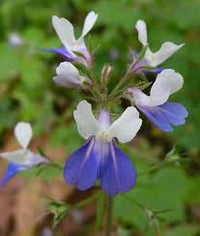 Collinsia Verna Flower Planting Seeds - Vibrant Annual Seeds for Colorful Gardens