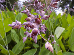Green Thalia Dealbata Flower Seeds for Planting Fragrant Blossoms Heirloom & GMO Free Seeds for Home Garden
 
 Sale