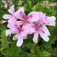 Light Violet Pelargonium Flower Seeds for Planting Low Maintenance Heirloom & GMO Free Seeds for Home Garden
 
 Sale