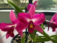 Pink Cattleya Flower seeds for Planting - Shade Tolerant, Heirloom & GMO Free Seeds for Home Garden