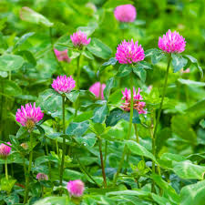 Meadow Clover Flower seeds for Planting Sun Loving Heirloom & GMO Free Seeds for Home Garden