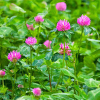 Meadow Clover Flower seeds for Planting Sun Loving Heirloom & GMO Free Seeds for Home Garden