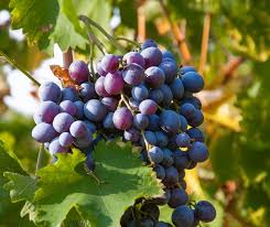 Merlot Grape Seeds for Planting - Grow Your Own Wine Grapes