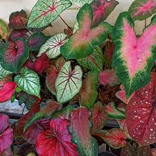 Mixed Colour Caladium Flower seeds for Planting - Garden Favorite, Heirloom & GMO Free Seeds for Home Garden