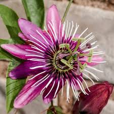Pink Passion Flower Seeds for Planting Cut Flower Favorite Heirloom & GMO Free Seeds for Home Garden
 
 Sale