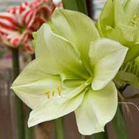 Green Amaryllis Flower Seeds for Planting Perfect for Borders Heirloom & GMO Free Seeds for Home Garden
 
 Sale