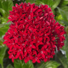 Heirloom Pentas Lanceolata Flower seeds for Planting Long Bloom Season Heirloom & GMO Free Seeds for Home Garden
