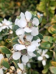 Leptospermum Flower seeds for Planting Long Bloom Season Heirloom & GMO Free Seeds for Home Garden