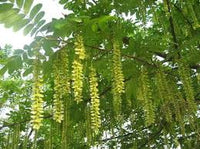 Pterocarya Stenoptera Flower seeds for Planting - Bright Blooms, Heirloom & GMO Free Seeds for Home Garden