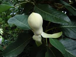 Magnolia Insignis (Manglietia) Evergreen Fragrant Flowers Seeds