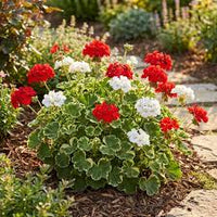 Red White Geraniums Flower seeds for Planting - Seasonal Bloomer, Heirloom & GMO Free Seeds for Home Garden
