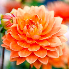 Dark Orange Dahlia Flower Seeds for Planting Wildflower Mix Heirloom & GMO Free Seeds for Home Garden
 
 Sale