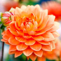 Dark Orange Dahlia Flower Seeds for Planting Wildflower Mix Heirloom & GMO Free Seeds for Home Garden
 
 Sale