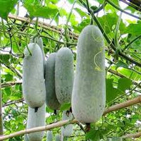 Wax Gourd Planting Seeds  Ideal for Your Vegetable Garden