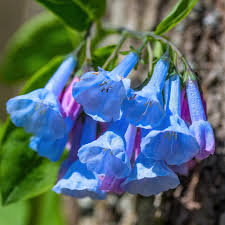 Mertensia Flower seeds for Planting - Cottage Garden Essential, Heirloom & GMO Free Seeds for Home Garden