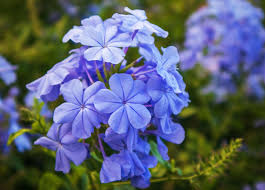 Plumbago Flower seeds for Planting Sun Loving Heirloom & GMO Free Seeds for Home Garden 
 
 Sale