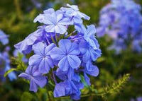 Plumbago Flower seeds for Planting Sun Loving Heirloom & GMO Free Seeds for Home Garden 
 
 Sale