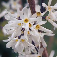 White Forsythia - Abeliophyllum distichum Flower seeds for Planting - Easy to Grow, Heirloom & GMO Free Seeds for Home Garden