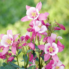 White Pink Aquilegia Flower seeds for Planting - Bright Blooms, Heirloom & GMO Free Seeds for Home Garden