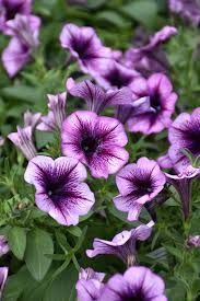 Violet Hanging Petunia Seeds for Vibrant Garden Planting
