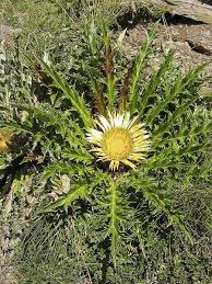Acanthifolia Flower seeds for Planting Fragrant Blossoms Heirloom & GMO Free Seeds for Home Garden