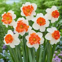 Light Yellow Red Double Petals Pink Daffodils Seeds for Planting Wildflower Mix Heirloom & GMO Free Seeds for Home Garden
 
 Sale