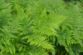 Green Fern Spore Flower seeds for Planting - Seasonal Bloomer, Heirloom & GMO Free Seeds for Home Garden