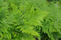 Green Fern Spore Flower seeds for Planting - Seasonal Bloomer, Heirloom & GMO Free Seeds for Home Garden