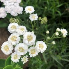Yarrow Superior Flower seeds for Planting Bright Blooms Heirloom & GMO Free Seeds for Home Garden