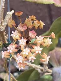 Peach Hoya Flower Seeds – Cut Flower Favorite Heirloom & NonGMO Seeds for Planting Home Garden
 
 Sale