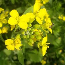 Yellow Edible Rape Flower seeds for Planting - Bright Blooms, Heirloom & GMO Free Seeds for Home Garden