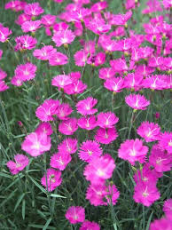 Pink Dianthus Flower seeds for Planting - Perfect for Borders, Heirloom & GMO Free Seeds for Home Garden