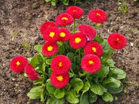 Red Bellis Flower seeds for Planting - Bright Blooms, Heirloom & GMO Free Seeds for Home Garden