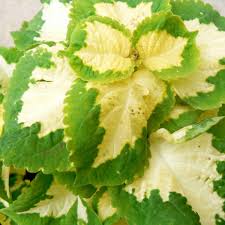 Green White Coleus Flower seeds for Planting - Bright Blooms, Heirloom & GMO Free Seeds for Home Garden
