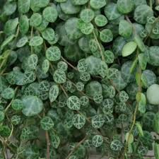 Mixed Turtle Plant Leaves Seeds for Planting - Fragrant Blossoms, Heirloom & GMO Free Seeds for Home Garden