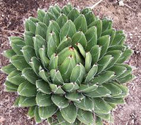 Green Agave Victoria Regina Flower seeds for Planting - Perfect for Borders, Heirloom & GMO Free Seeds for Home Garden