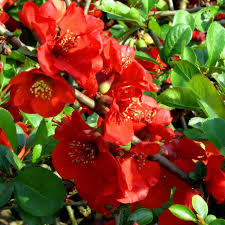 Red Chaenomeles Japonica Flower seeds for Planting - Bright Blooms, Heirloom & GMO Free Seeds for Home Garden