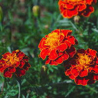 Meroon Tagetes Patula Flower Seeds for Planting - Vibrant Annual Marigolds for Your Garden