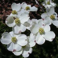 Cornus Flower seeds for Planting - Fragrant Blossoms, Heirloom & GMO Free Seeds for Home Garden
 
 Sale