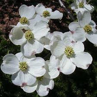 Cornus Flower seeds for Planting - Fragrant Blossoms, Heirloom & GMO Free Seeds for Home Garden
 
 Sale