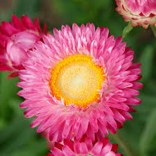 Helichrysum Bracteatum Flower seeds for Planting - Colorful Display, Heirloom & GMO Free Seeds for Home Garden
