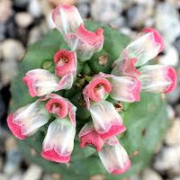 Monadenium Flower seeds for Planting - Low Maintenance, Heirloom & GMO Free Seeds for Home Garden