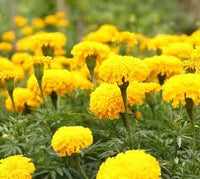 Marigolds Flower seeds for Planting Bright Blooms Heirloom & GMO Free Seeds for Home Garden