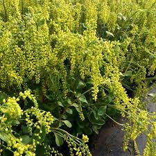 Yellow Chiastophyllum Flower seeds for Planting - Cottage Garden Essential, Heirloom & GMO Free Seeds for Home Garden
 
 Sale