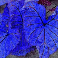 Blue Caladium Bicolor Flower Seeds for Planting – Compact Growth Heirloom & NonGMO Seeds for Home Garden
 
 Sale