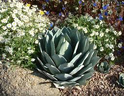Green Agave Parryi Flower seeds for Planting - Premium Quality, Heirloom & GMO Free Seeds for Home Garden